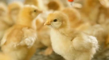 جدول اسعار الكتاكيت اليوم في مصر 2025 بجميع الشركات والأسواق المحلية